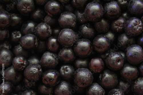 Chokeberry berries. Aronia berries. Chokeberry  aronia background fruit. Fruits. Berry. Freshly picked ripe berries. Aronia melanocarpa or black chokeberry background. Close up. Macro.
