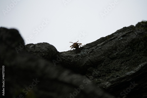 Hormissen fliegen an einen Baum zum Nest, Vespa crabro photo