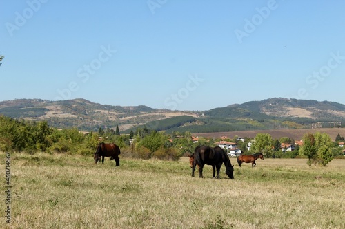 Horses in the fields with village houses and mountains at the background