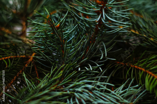 Defocus green Christmas fir tree branches background. Christmas pine tree wallpaper. Copy space. New Year theme. Natural abstract green branches background. Out of focus