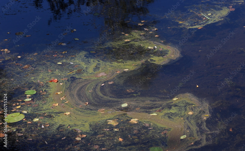 pollution à la surface d'une nappe d'eau, algue bleue