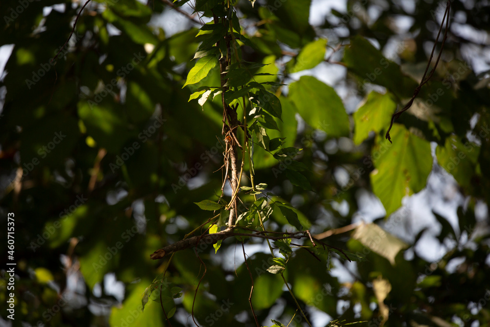 Fototapeta premium Green Leaves on a Vine