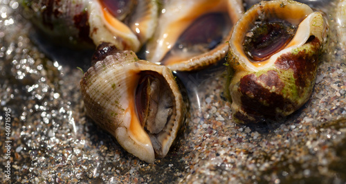 Rapana venosa, common name the veined rapa whelk, a marine gastropod mollusc or whelk, in the family Muricidae, the rock shells. photo