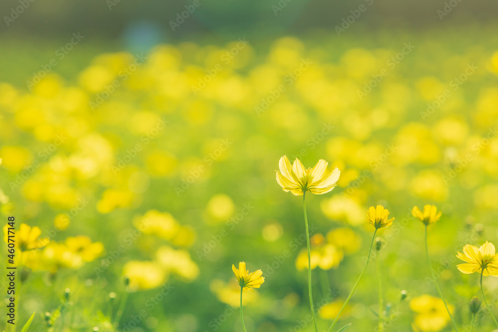 キバナコスモスの花畑 キバナコスモスの花畑