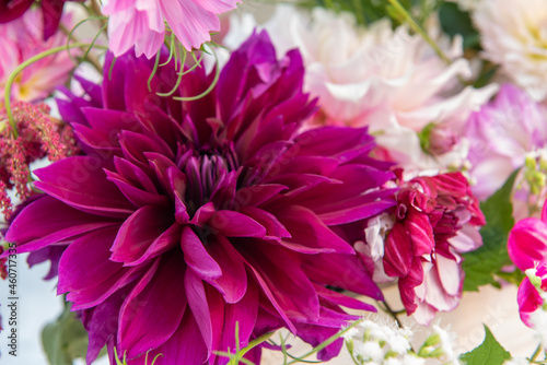 Magenta Colored Dahlia