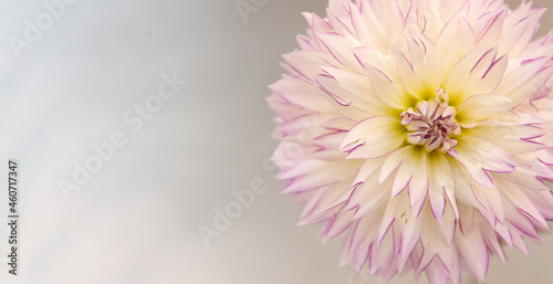 White Purple and Yellow Dahlia, Single Bloom with copy space