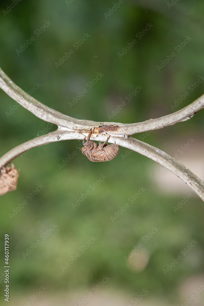 Empty Cicada Shells Empty Cicada Shells