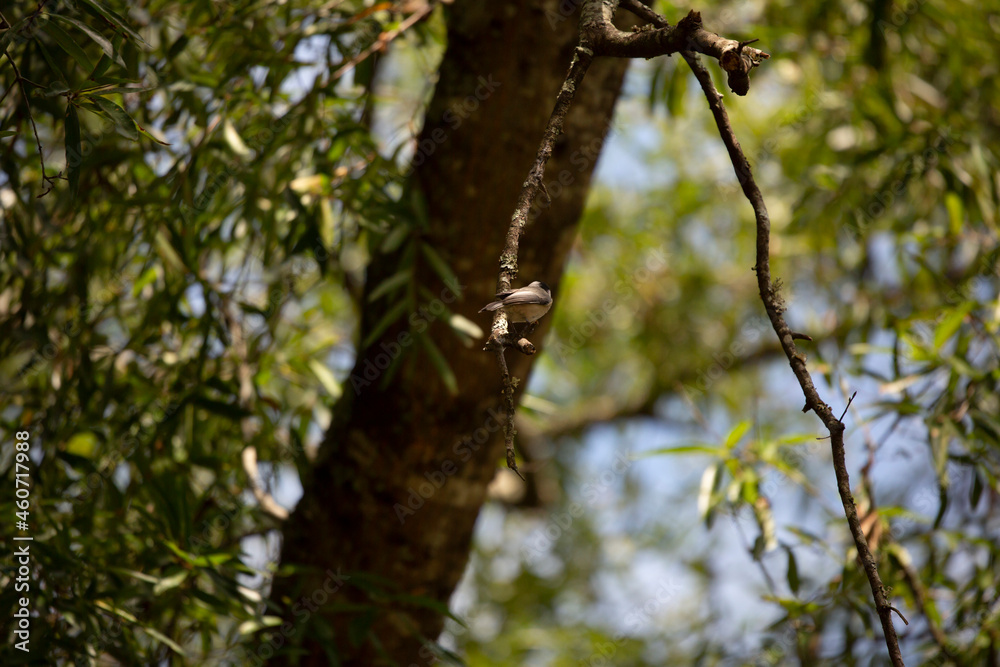 Carolina Chickadee on a Tree Branch