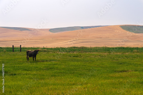 A lone steer is standing in a pasture in the Palouse region of southeastern Washington, USA © davidrh