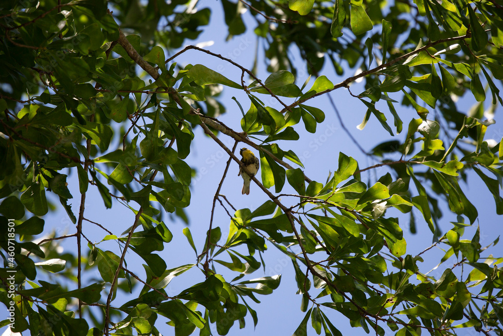 Curious Female Black-Throated Green Warbler Curious Female Black-Throated Green Warbler