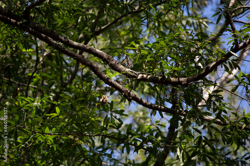 Male Black-Throated Green Warbler