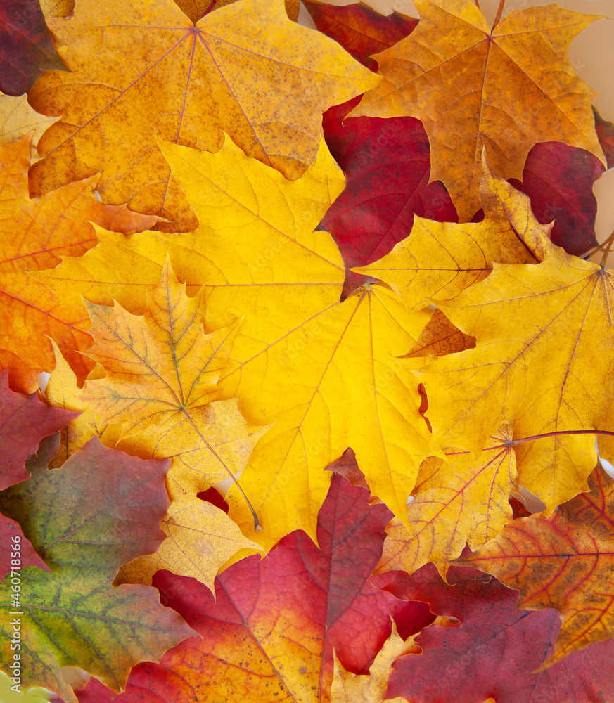 Colored natural background of autumn leaves, top view