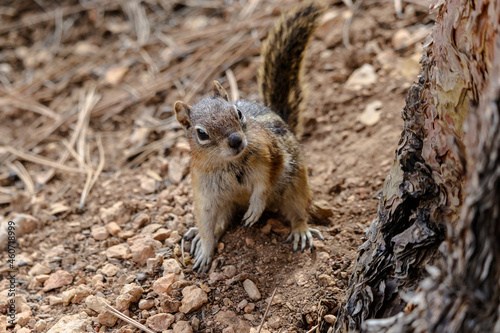 Golden-mantled ground Squirrel (callospermophilus lateralis), standing on hind legs near tree, looking towards camera. Rocks and pine needles in background.
 photo