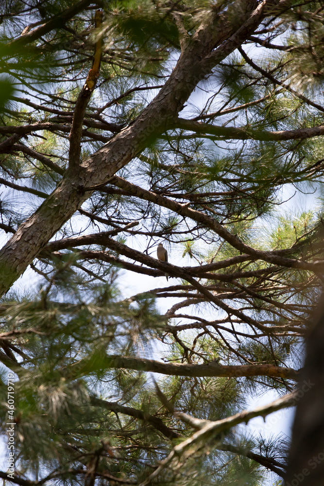 Curious Mourning Dove Curious Mourning Dove