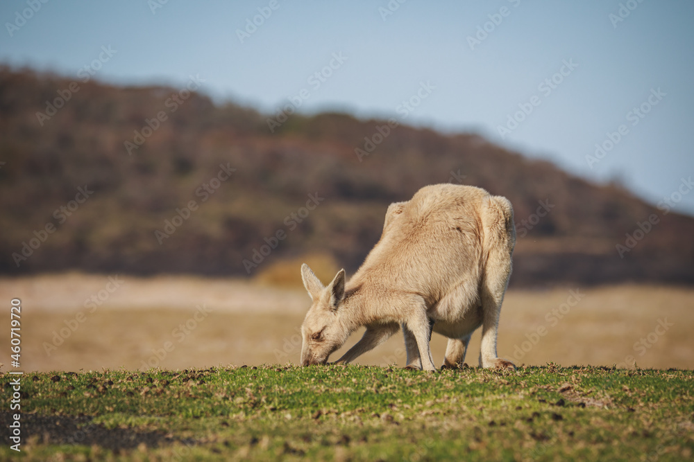 Naklejka premium White Eastern Grey kangaroo at a caravan park