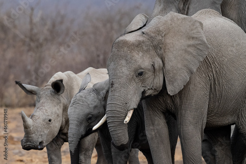 Rhino and Elephant Buddies in the Madikwe Game Reserve of South Africa