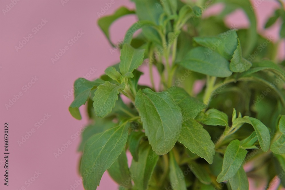 Fototapeta premium stevia plant.Stevia rebaudiana brancheson pink background. fresh stevia. Low Calorie Sweetener. 