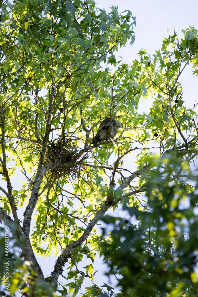 Mississippi Kite Guarding a Nest