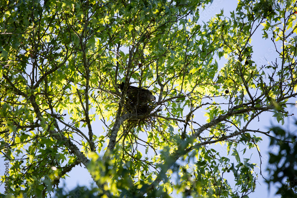 Mississippi Kite Guarding a Nest Mississippi Kite Guarding a Nest