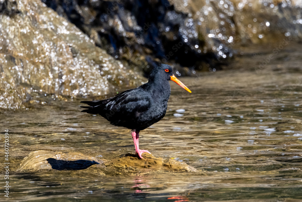 Variable Oystercatcher in New Zealand Variable Oystercatcher in New Zealand