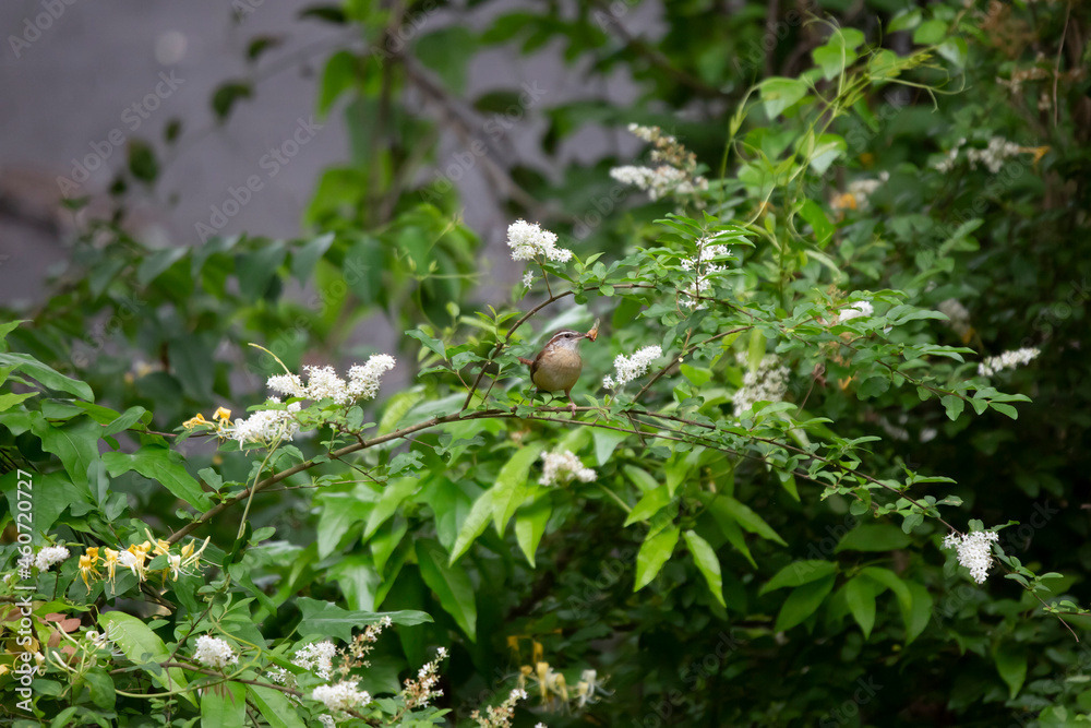 Carolina Wren Hunting