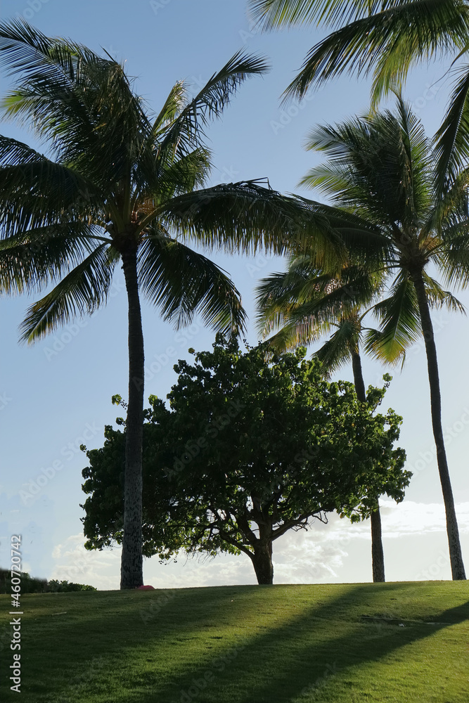 This is a picture of a wonderful tree in Hawaii.