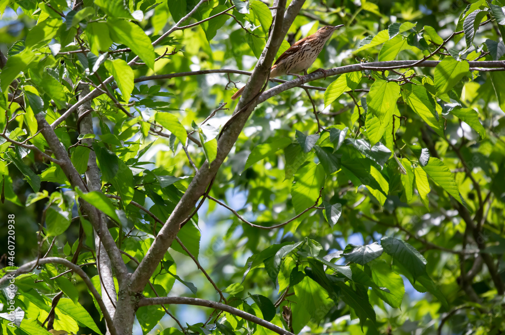 Curious Brown Thrasher on a Tree
