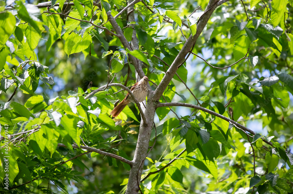 Fototapeta premium Curious Brown Thrasher on a Tree