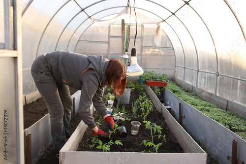 The girl is planting tomatoes in the greenhouse. A woman in a glove and a gray suit is planting seedlings in a greenhouse.