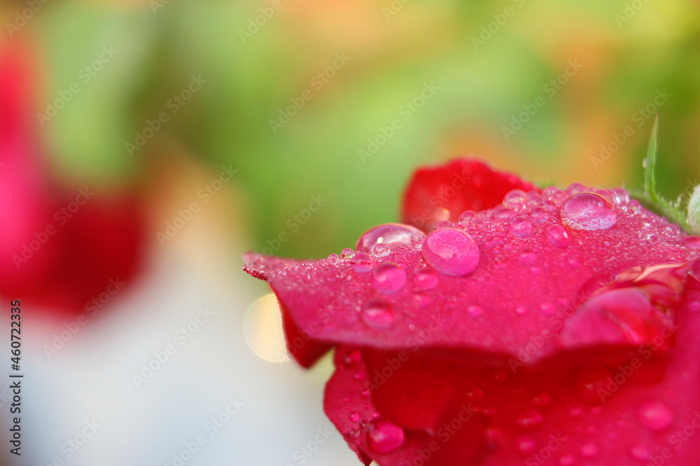 raindrop on red roses flower macro photography raindrop on red roses flower macro photography