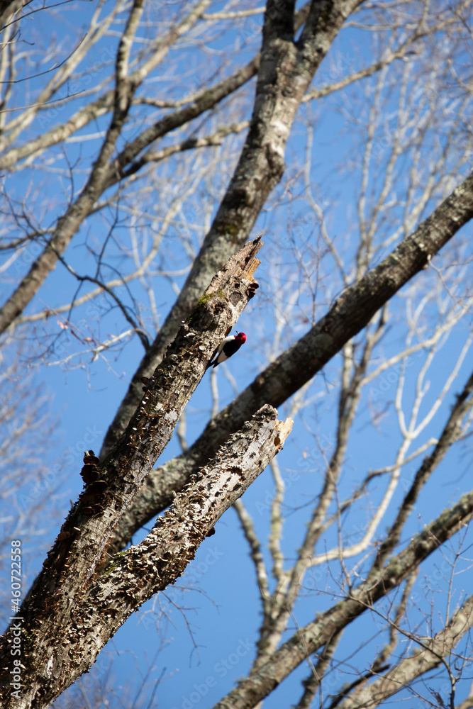Adult Redheaded Woodpecker and Nesting Cavity Adult Redheaded Woodpecker and Nesting Cavity
