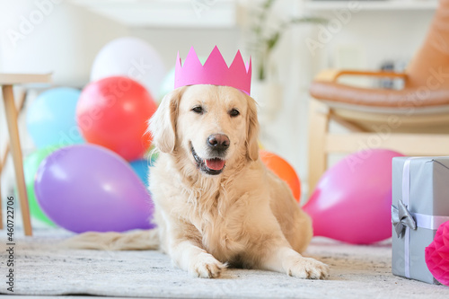 Adorable dog celebrating bi...