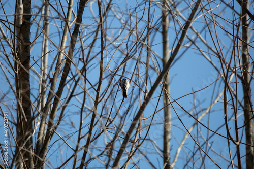 Downy Woodpecker Foraging