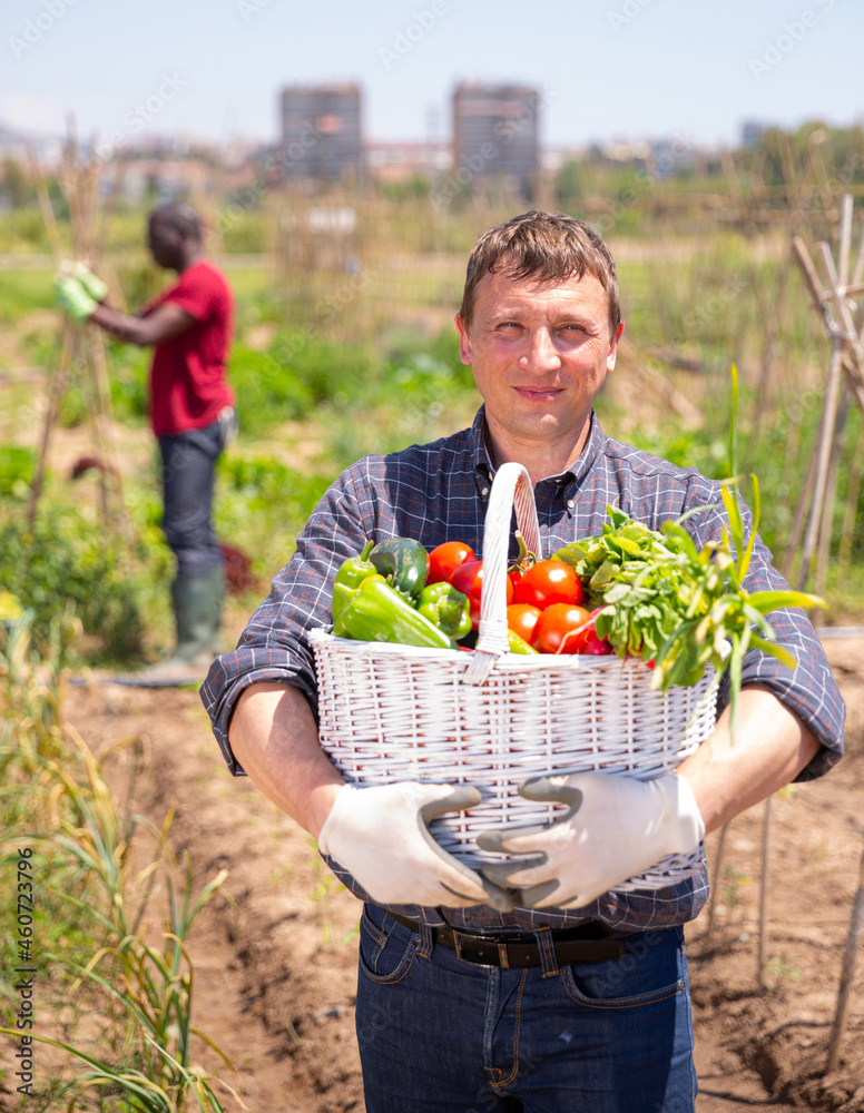 Fototapeta premium Happy farmer with basket of ripe vegetables in the garden