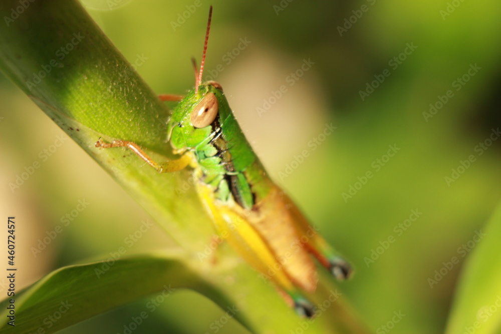 Fototapeta premium beautiful grasshopper insect on leaf, rare animal, macro photography