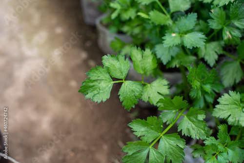 Seledri or fresh celery leaves in the garden woth morning light