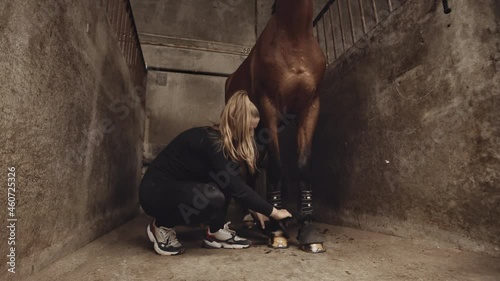Woman Tying Straps Around Horse's Fetlocks In Stables Stall photo