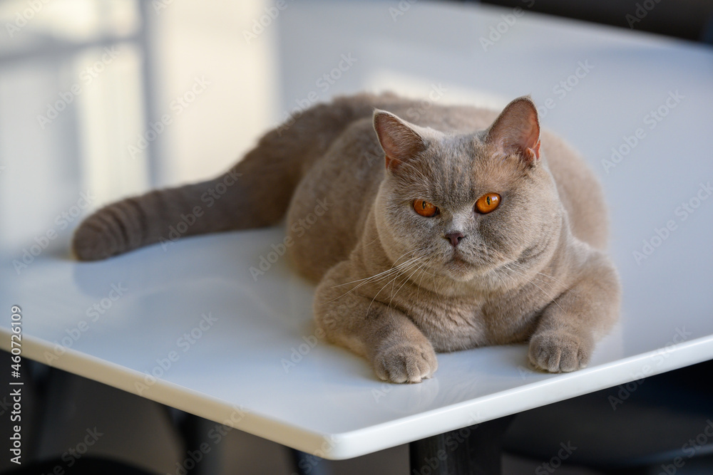 Adult female cat rests comfortably on a white stone table, lilac-colored British Shorthair and orange-eyed, full-fat cat is relaxing in the house.