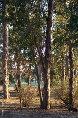 trees in autumn