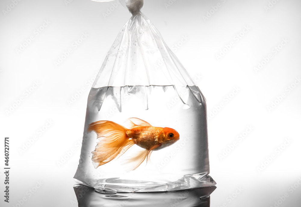 Beautiful gold fish in plastic bag on light background Stock Photo