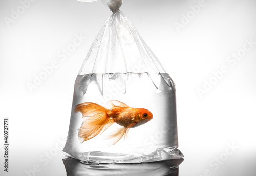 Photography Beautiful gold fish in plastic bag on light background