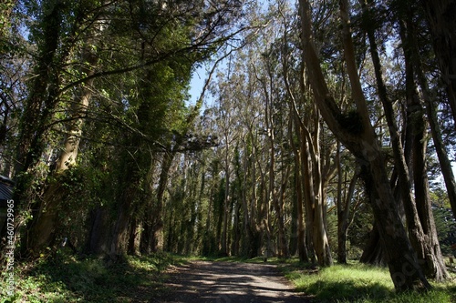 trail in the park