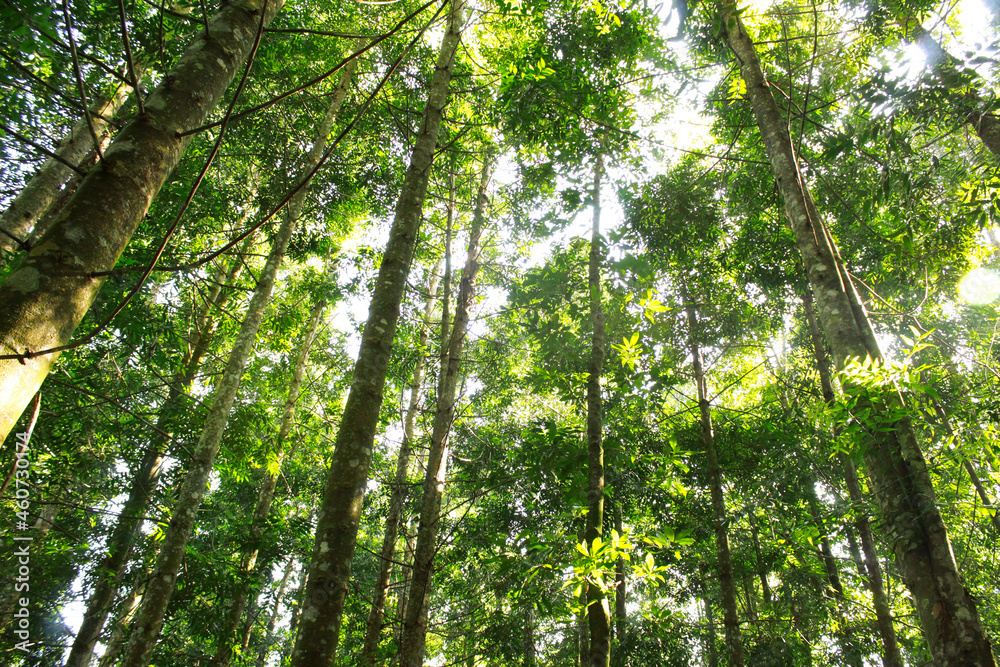 Naklejka premium beautiful scenic landscape forest, green trees nature photos