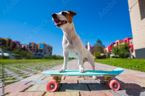 Fototapeta Naklejka Na Ścianę i Meble -  Jack russell terrier dog rides a skateboard outdoors on a hot summer day.