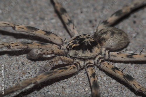 Macro photo of a wolf spider at night