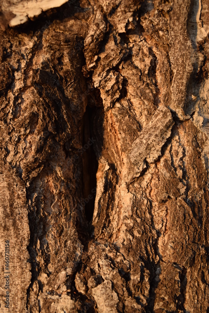 Birch bark background. Autumn sunset, bark wood. Wood background texture. Birch bark background. Autumn sunset, bark wood. Wood background texture.