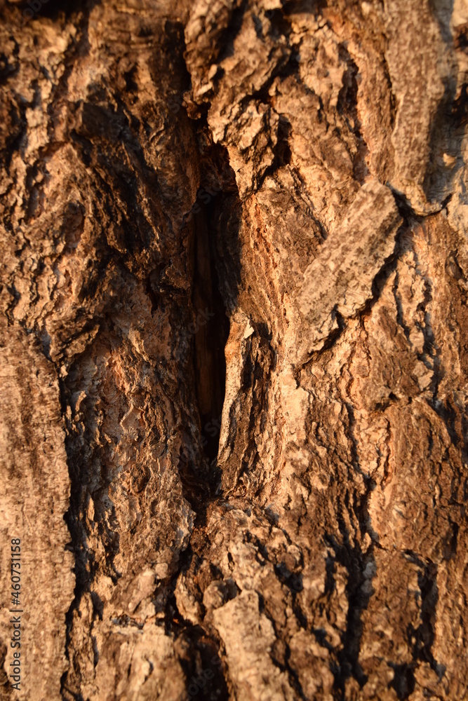 Birch bark background. Autumn sunset, bark wood. Wood background texture.