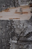 Birch bark background. Wood background texture.