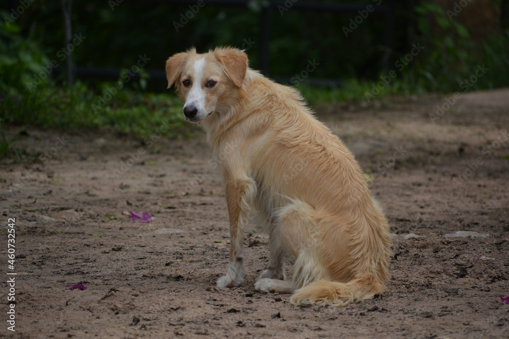 boder collie blonde