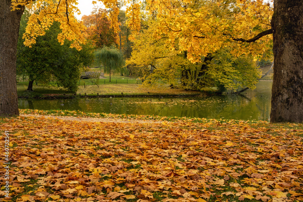 Obraz premium Autumn color. Leaves. Cesis. Latvia. 